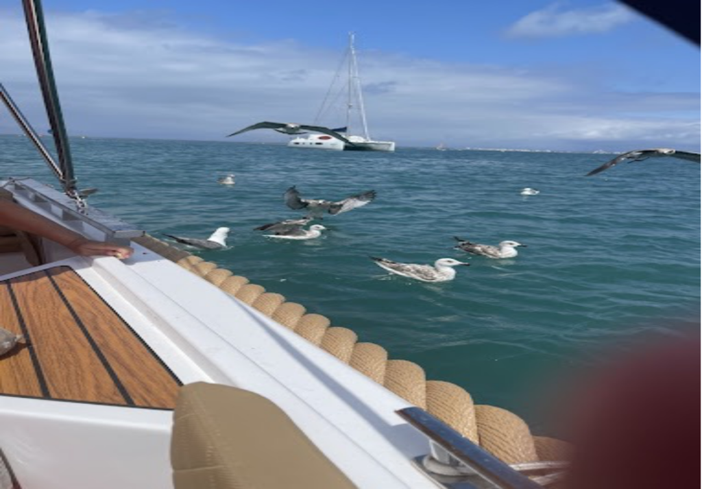 Location de bateaux au Grau du Roi sans permis - mouettes