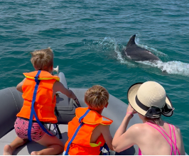 Observer les dauphins en bateau au Grau du Roi : nos conseils